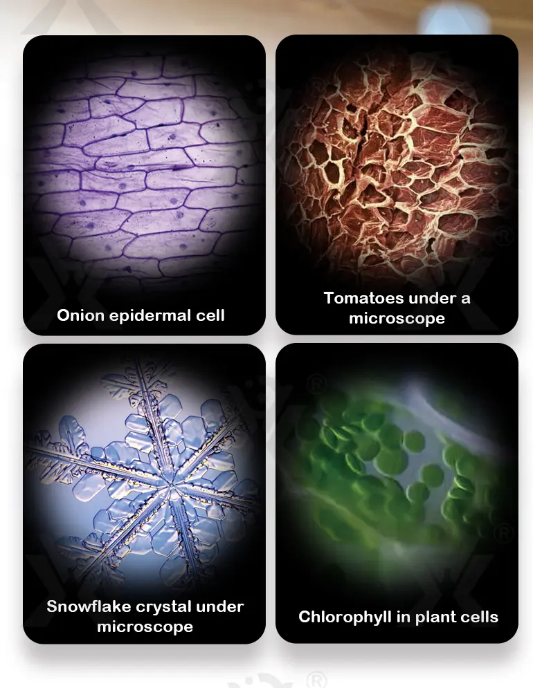 Optical Microscope Toy Set (TG4062274) — product detail panel 10