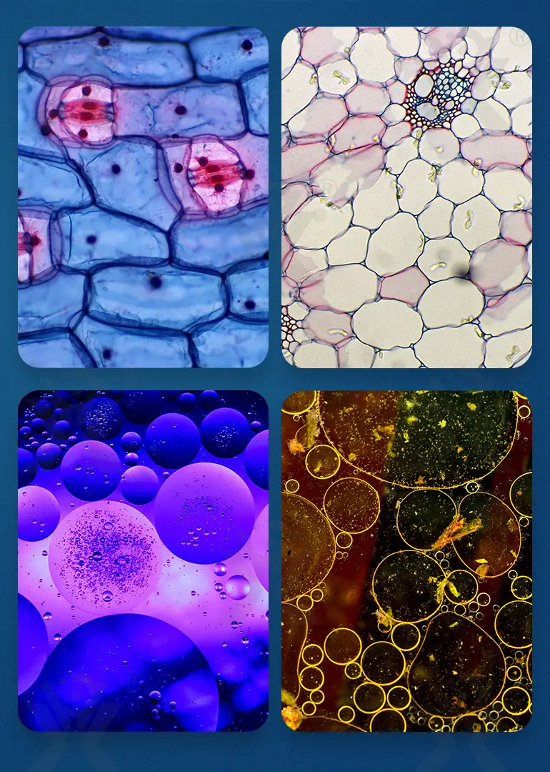 Optical Microscope Toy Set (TG4062274) — product detail panel 8